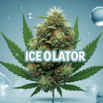 illustration ice o lator central, résine cannabis pure, eau glacée