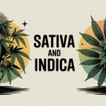 Sativa and indica illustration plantes contrastées