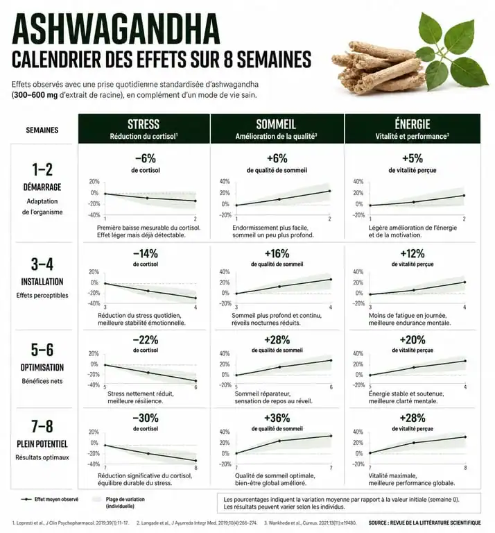 Infographie du calendrier des effets de l'ashwagandha sur le stress et le sommeil