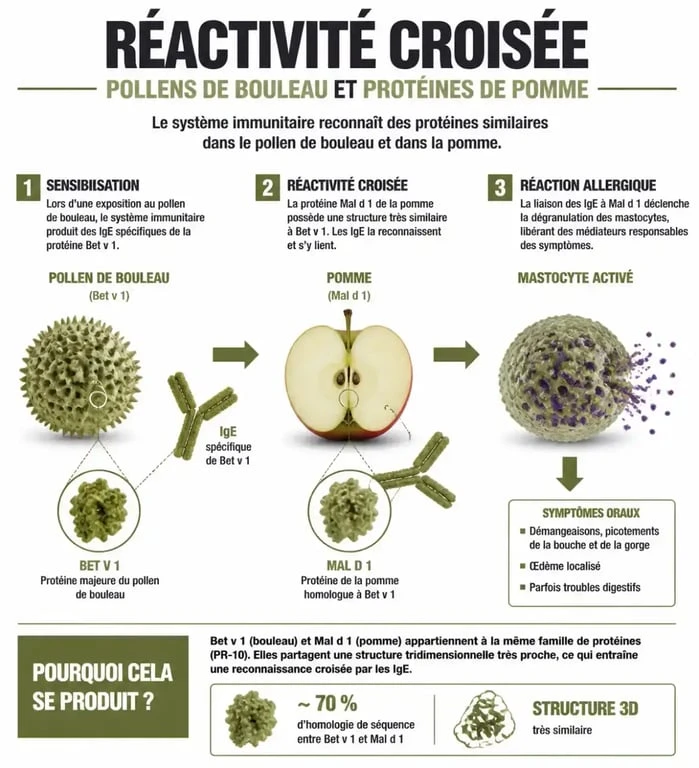 Schéma explicatif du mécanisme de réactivité croisée et des symptômes d'une allergie dans la bouche
