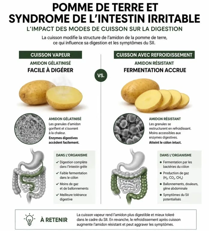 Infographie sur la tolérance digestive de la pomme de terre et intestin irritable selon le mode de cuisson