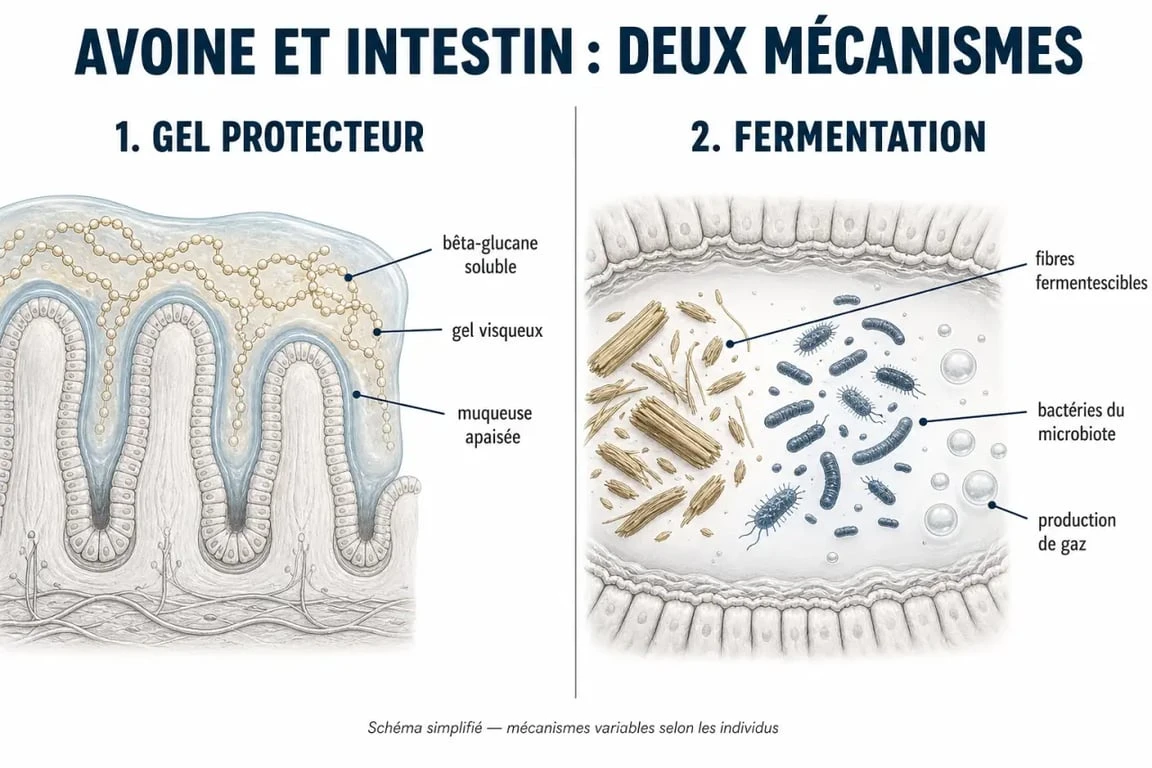 Infographie expliquant les effets des flocons d'avoine sur l'intestin irritable : entre protection et fermentation.